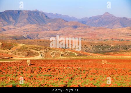 Blick auf die Landschaft und traditionelle Dörfer, Lesotho, Afrika Stockfoto