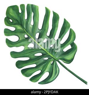 Grünes Blatt der Mostera-Palme. Dschungel, tropisch, exotisch, Laub. Botanischer Aufdruck. Handgezeichnete Aquarelldarstellung isoliert auf weißem Hintergrund. Für d Stockfoto