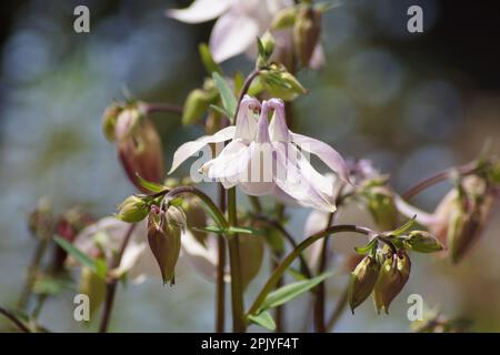 Weiße rosafarbene Kolumbinblüte Aquilegia vulgaris Stockfoto