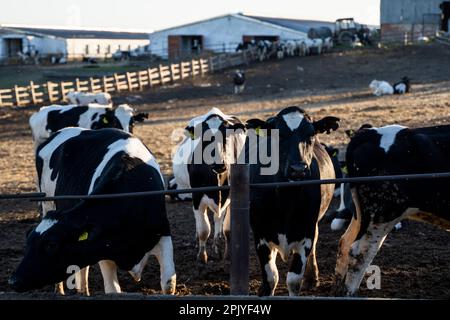 Milchkühe in einem Buchten auf einem Bauernhof. Viehzuchtkonzept. Milchvieh, Rinder, Kühe füttern. Stockfoto