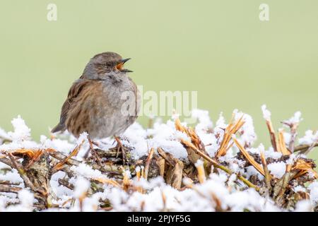 Dunnock (Prunella modularis) singt von der Spitze einer verschneiten Hecke, West Yorkshire, England, Großbritannien Stockfoto
