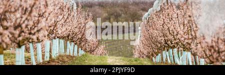 Panoramablick auf blühende Aprikosenbäume in einer Reihe. Frühling im Obstgarten. Rosa Blüten. Selektiver Fokus Stockfoto