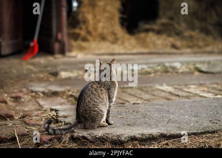 Tabby-Katze im Tierbetrieb. Hauskatze sitzt auf der Straße Stockfoto