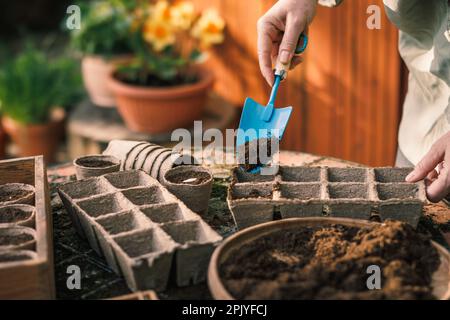 Landwirt, der Torf und Kompost in eine biologisch abbaubare Papierkörbchenschale schüttet. Frühjahrspflanzung und Aussaat. Nachhaltige Landwirtschaft Stockfoto