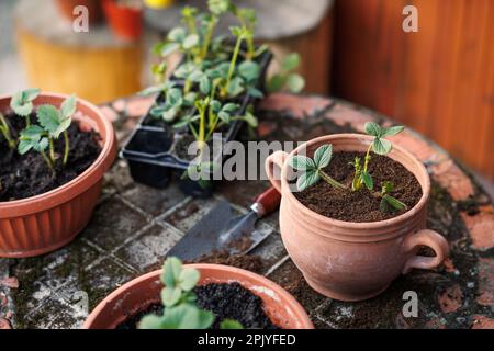 Erdbeerpflanze im Blumentopf. Beerenobstkeimlinge im Frühling anpflanzen Stockfoto