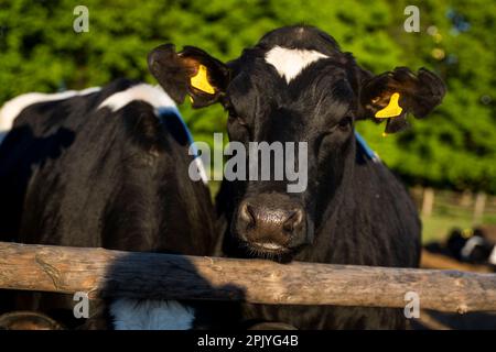 Eine Milchkuh in einem Kuhstall auf einem Bauernhof zu verschließen. Viehzuchtkonzept. Milchfarm, Rinder. Stockfoto