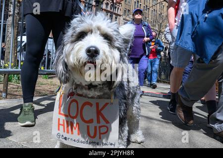 New York, USA. 4. April 2023. Ein Hund trägt vor dem New Yorker Strafgerichtshof ein Zeichen gegen den ehemaligen US-Präsidenten Donald Trump, während die Demonstranten auf Trumps Ankunft warten. Donald Trump wurde der erste ehemalige US-Präsident, der von einer Grand Jury angeklagt und den Behörden übergeben wurde, um sich strafrechtlich zu verantworten. Kredit: Enrique Shore/Alamy Live News Stockfoto