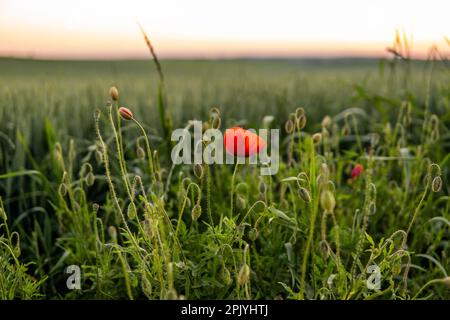 Wilder roter Sommermohn auf dem Land inmitten des Weizenfeldes. Rote Mohnblumen in sanftem Licht. Stockfoto
