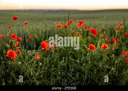 Poppy Field am Himmel bei Sonnenuntergang im Sommer. Blühende Sommermohnblüten auf dem Weizenfeld. Stockfoto