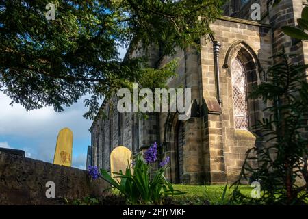 Blaue Hyazinthen in Blüten auf dem Friedhof der St. Mary's Parish Church in Burley-in-Wharfedale, West Yorkshire, England, Großbritannien Stockfoto