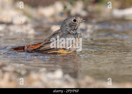 Rotstart (Phoenicurus phoenicurus) in seinem natürlichen Lebensraum. Stockfoto