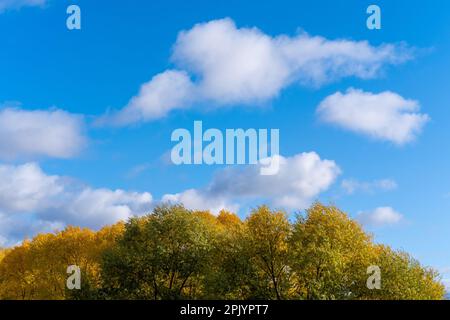 Die Krone eines Baumes vor einem hellblauen Himmel mit flauschigen Wolken. Gelbgrüne Baumblätter und blauer Himmel. Anfang Herbst. Natürliche Herbstlandschaft im Sommer Stockfoto