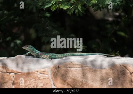 Arubanischer Peitschenschwanz (Cnemidophorus arubensis) an einer Wand Stockfoto