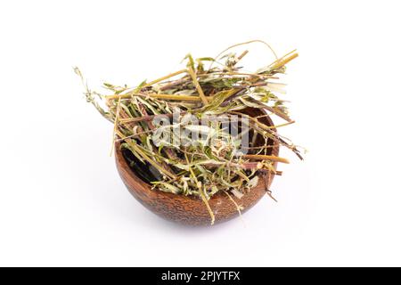 Beifußkraut oder Bibozblätter und Zweige in einer Schüssel isoliert auf weißem Hintergrund, trockenes Kraut für Tee, alternative Medizin Stockfoto