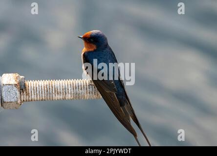 Scheune Swallow (Hirundo rustica), die auf dem Anleger am Shoal Bay Beach, Port Stephens, Mid North Coast, New South Wales, Australien ruht. (Foto: Tara Chand M. Stockfoto