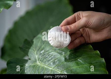 Männerhände wischen Staub von Pflanzenblättern ab, pflegen Hauspflanze Alocasia mit nassem Wattepad Stockfoto