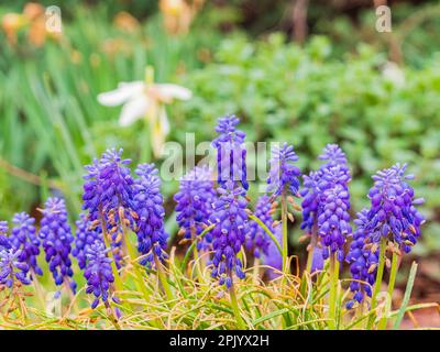 Nahaufnahme der Traubenhyazinthen-Blüte in Oklahoma Stockfoto