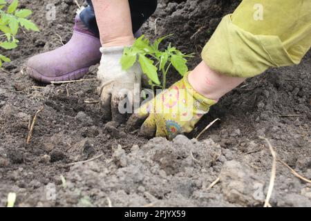 Pflanzen im Frühjahr Pflanzen. Eine Tomate auf offenem Boden Pflanzen. Funktioniert auf dem Boden. Gartenbau. Stockfoto