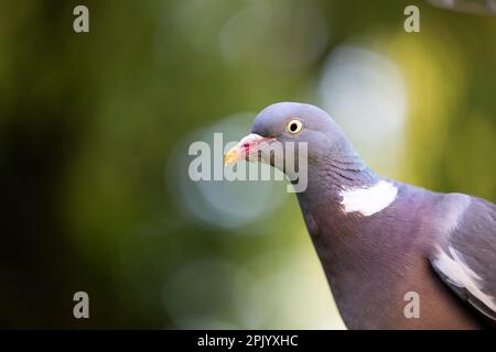 Nahaufnahme eines Woodpigeon (Columba Palumbus) – Yorkshire, Großbritannien (Juni 2022) Stockfoto