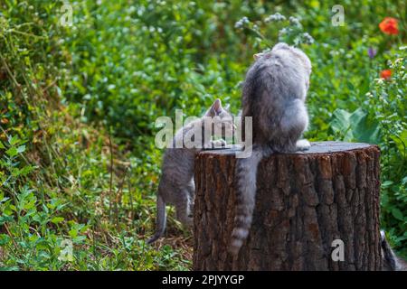 Ein niedliches Kätzchen spielt mit seiner Mutter im Garten. Süße lustige Haustiere. Nahaufnahme des Haustieres. Kätzchen im Alter von zwei Monaten auf der Natur, draußen Stockfoto