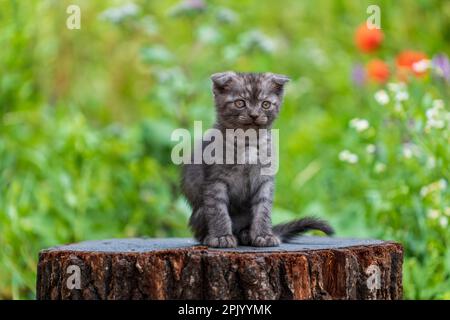 Kleine graue Kätzchen warten auf die Katze. Niedliche lustige Haustiere. Nahaufnahme des Haustieres. Kätzchen im Alter von zwei Monaten im Freien, in der Natur Stockfoto