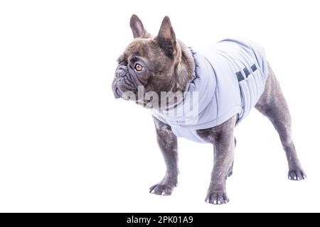 Porträt eines gekleideten Hundes, Haustier. Französischer Bulldogge in grauer Weste auf weißem Hintergrund. Stockfoto