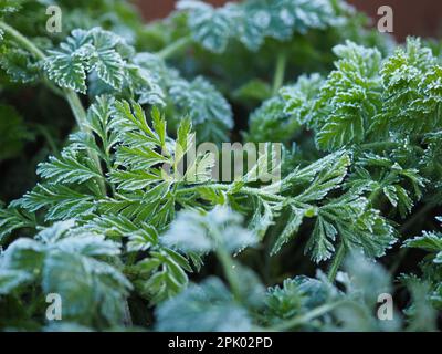 Frosted Wild Carrot (Daucus carota) Blätter im Februar in einem britischen Garten aus nächster Nähe Stockfoto