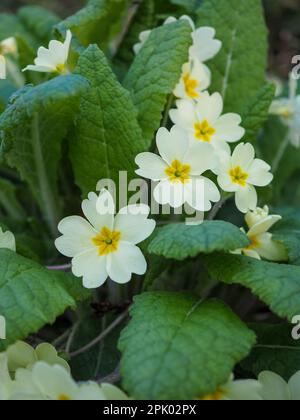 Nahaufnahme der Blüten und Blätter der mehrjährigen Creme/gelben Primeln (Primula vulgaris oder Englische Primel), die im Frühjahr in Großbritannien genommen wurden Stockfoto