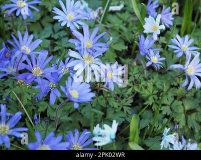 Teppich aus naturalisierten lila/blauen Anemone Blandablüten und deren Laub in heller Frühlingssonne gebadet Stockfoto