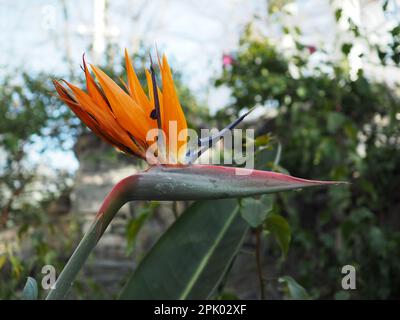 Nahaufnahme einer Blume aus Strelitzia caudata (Vogel des Paradieses) im Profil in einem Glashaus in Großbritannien. Stockfoto