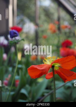 Nahaufnahme eines fast vergessenen orangen isländischen Mohns (Papaver Nudicaule) in einem traditionellen Gewächshaus mit anderen Blumen im Frühjahr Stockfoto