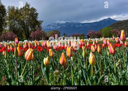 Srinagar, Kaschmir, Indien. 4. April 2023. An einem bewölkten Frühlingstag erkunden Besucher den größten Tulpengarten Asiens. Trotz des schlechten Wetters strömen Touristen in den berühmten Tulpengarten in Srinagar. Nach offiziellen Angaben haben mehr als 100.000 Touristen den Garten in den ersten zehn Tagen nach seiner Eröffnung besucht. 1,6 Millionen Tulpen blühen im weltweit größten Garten am Ufer des Dal-Sees. (Kreditbild: © Saqib Majeed/SOPA Images via ZUMA Press Wire) NUR REDAKTIONELLE VERWENDUNG! Nicht für den kommerziellen GEBRAUCH! Stockfoto