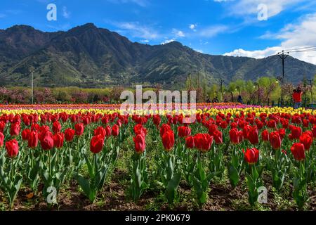 Srinagar, Kaschmir, Indien. 4. April 2023. An einem sonnigen Frühlingstag passieren Besucher die blühenden Tulpenblüten im größten Tulpengarten Asiens. Trotz des schlechten Wetters strömen Touristen in den berühmten Tulpengarten in Srinagar. Nach offiziellen Angaben haben mehr als 100.000 Touristen den Garten in den ersten zehn Tagen nach seiner Eröffnung besucht. 1,6 Millionen Tulpen blühen im weltweit größten Garten am Ufer des Dal-Sees. (Kreditbild: © Saqib Majeed/SOPA Images via ZUMA Press Wire) NUR REDAKTIONELLE VERWENDUNG! Nicht für den kommerziellen GEBRAUCH! Stockfoto