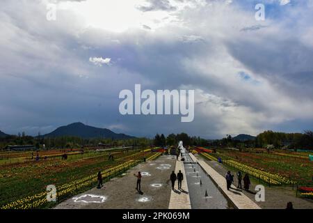 Srinagar, Kaschmir, Indien. 4. April 2023. An einem bewölkten Frühlingstag erkunden Besucher den größten Tulpengarten Asiens. Trotz des schlechten Wetters strömen Touristen in den berühmten Tulpengarten in Srinagar. Nach offiziellen Angaben haben mehr als 100.000 Touristen den Garten in den ersten zehn Tagen nach seiner Eröffnung besucht. 1,6 Millionen Tulpen blühen im weltweit größten Garten am Ufer des Dal-Sees. (Kreditbild: © Saqib Majeed/SOPA Images via ZUMA Press Wire) NUR REDAKTIONELLE VERWENDUNG! Nicht für den kommerziellen GEBRAUCH! Stockfoto