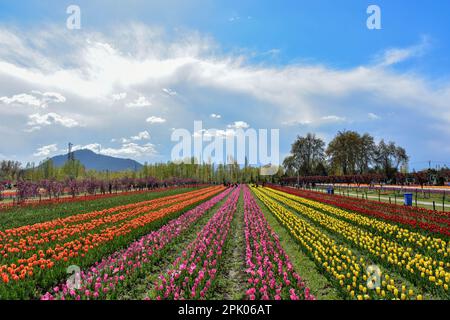 Srinagar, Kaschmir, Indien. 4. April 2023. An einem sonnigen Frühlingstag erkunden Besucher den größten Tulpengarten Asiens. Trotz des schlechten Wetters strömen Touristen in den berühmten Tulpengarten in Srinagar. Nach offiziellen Angaben haben mehr als 100.000 Touristen den Garten in den ersten zehn Tagen nach seiner Eröffnung besucht. 1,6 Millionen Tulpen blühen im weltweit größten Garten am Ufer des Dal-Sees. (Kreditbild: © Saqib Majeed/SOPA Images via ZUMA Press Wire) NUR REDAKTIONELLE VERWENDUNG! Nicht für den kommerziellen GEBRAUCH! Stockfoto