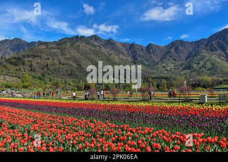 Srinagar, Kaschmir, Indien. 4. April 2023. An einem sonnigen Frühlingstag erkunden Besucher den größten Tulpengarten Asiens. Trotz des schlechten Wetters strömen Touristen in den berühmten Tulpengarten in Srinagar. Nach offiziellen Angaben haben mehr als 100.000 Touristen den Garten in den ersten zehn Tagen nach seiner Eröffnung besucht. 1,6 Millionen Tulpen blühen im weltweit größten Garten am Ufer des Dal-Sees. (Kreditbild: © Saqib Majeed/SOPA Images via ZUMA Press Wire) NUR REDAKTIONELLE VERWENDUNG! Nicht für den kommerziellen GEBRAUCH! Stockfoto