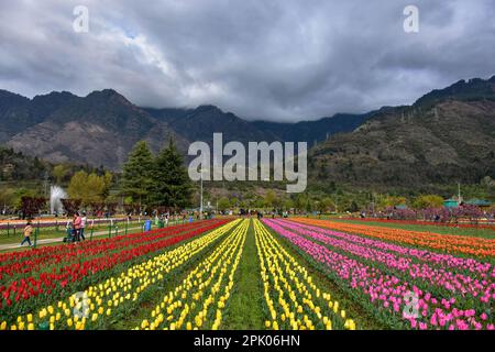 Srinagar, Kaschmir, Indien. 4. April 2023. An einem bewölkten Frühlingstag erkunden Besucher die blühenden Tulpenblüten im größten Tulpengarten Asiens. Trotz des schlechten Wetters strömen Touristen in den berühmten Tulpengarten in Srinagar. Nach offiziellen Angaben haben mehr als 100.000 Touristen den Garten in den ersten zehn Tagen nach seiner Eröffnung besucht. 1,6 Millionen Tulpen blühen im weltweit größten Garten am Ufer des Dal-Sees. (Kreditbild: © Saqib Majeed/SOPA Images via ZUMA Press Wire) NUR REDAKTIONELLE VERWENDUNG! Nicht für den kommerziellen GEBRAUCH! Stockfoto