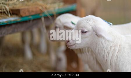 Zwei weiße Katadin-Schaflämmer warten in der Nähe des Heu-Futters Stockfoto