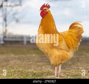 Orpington Hahn auf einem Feld, das aussieht, als ob es bereit wäre, den Morgenalarm auszulösen Stockfoto