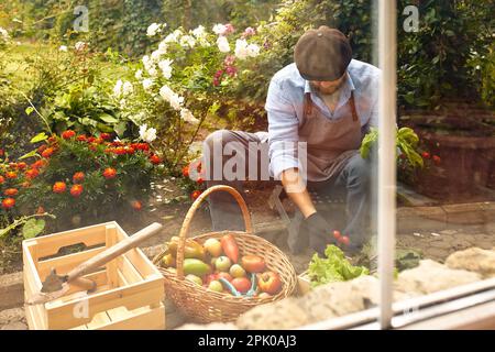 Blick aus dem Fenster des Hauses Farmer hält in seinen Händen einen Haufen frisch gepflücktes Gemüse in den Sonnenstrahlen, frisches Gemüse aus seinem gar Stockfoto