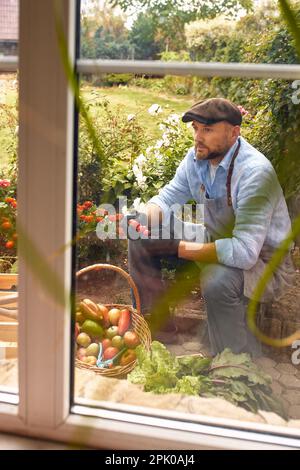 Blick aus dem Fenster des Hauses Farmer hält in seinen Händen einen Haufen frisch gepflücktes Gemüse in den Sonnenstrahlen, frisches Gemüse aus seinem gar Stockfoto