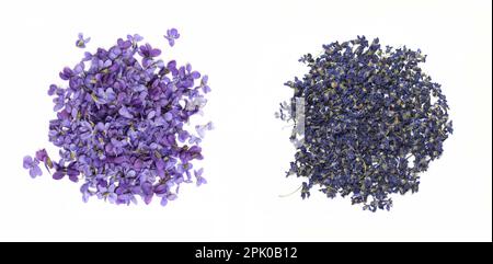 Frische und trockene süße violette oder gemeine violette Blüten, isoliert auf weißem Hintergrund Stockfoto