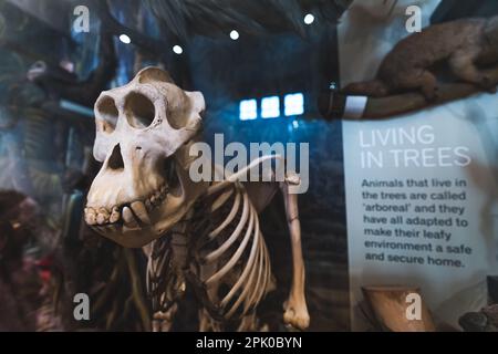 Fossilien von Tieren im Museum von Wollaton Hall, Nottingham, Großbritannien. Hochwertiges Foto Stockfoto