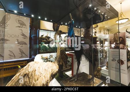 Figuren eines wunderschönen Kasuarys im Wollaton Hall Museum, Nottingham, Großbritannien. Hochwertiges Foto Stockfoto