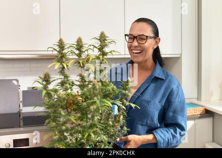 Glückliche Frau mit Cannabisbusch zu Hause, Cannabisanbau im Haus, Kultur des Anbaus von Cannabis zu Hause, das Konzept von Cannabis als Medizin. Stockfoto