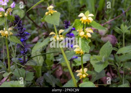 Lamium galeobdolon oder gelbe tote Brennnesseln im Frühling, Nahaufnahme Stockfoto