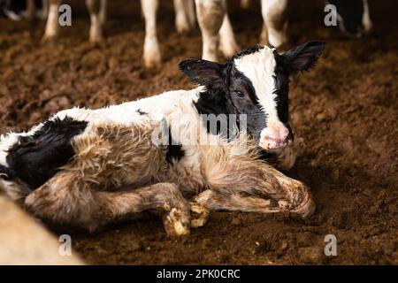 Neugeborenes Weißes mit schwarzem Kalb auf dem Boden im Kuhstall Stockfoto