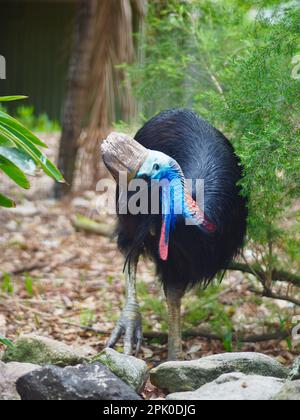 Herrliches, außergewöhnliches Südstaaten-Kasuar vor einem natürlichen Hintergrund. Stockfoto