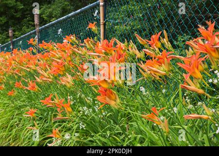 Orange Hemerocallis - Sommerblumen an der Grenze in einem Wohnviertel. Stockfoto