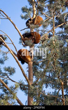 Red Pandas Calgary Zoo Alberta Stockfoto